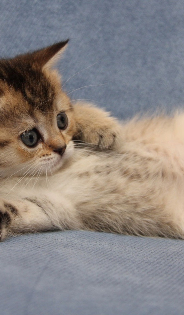 Забавный котенок турецкий ван