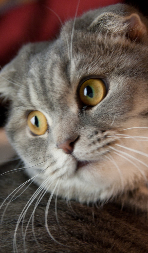 Забавная шотландская кошка