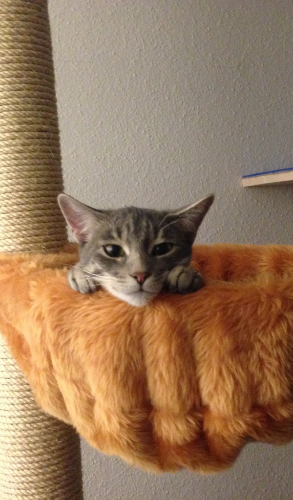 Немецкий рекс в корзине