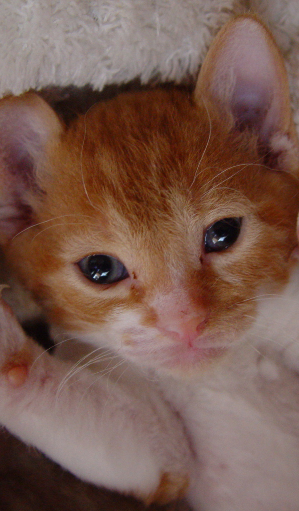 Котенок немецкий рекс