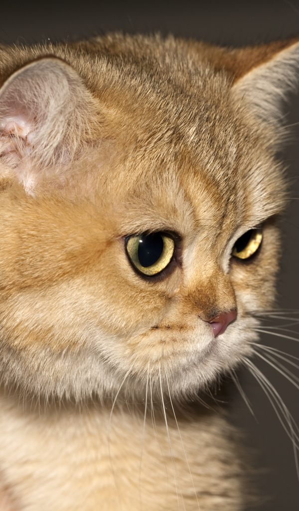 Рыжая британская короткошерстная кошка