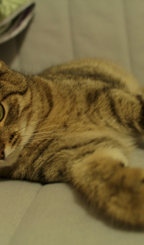 Рыжая европейская короткошерстная кошка