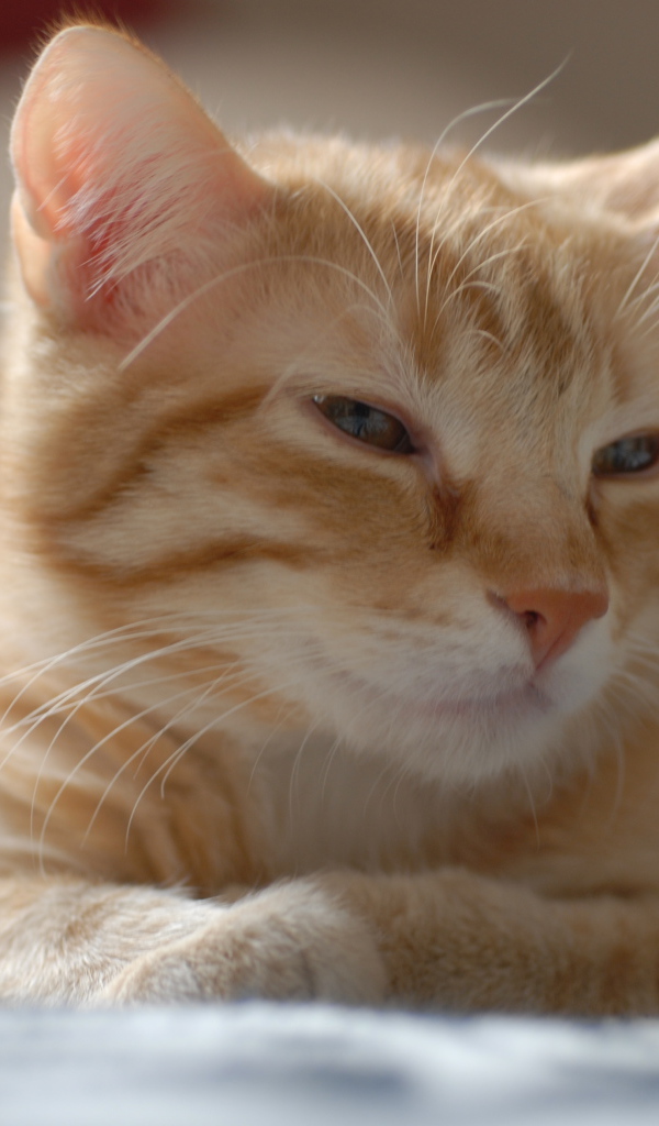 Рыжий котенок европейской короткошерстной кошки