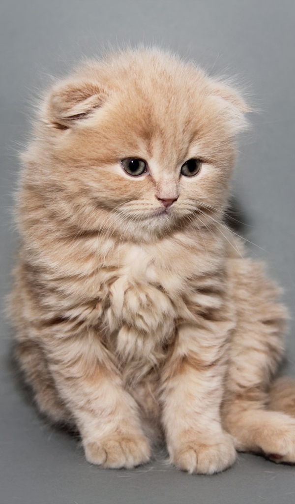 Рыжий котенок шотландской кошки