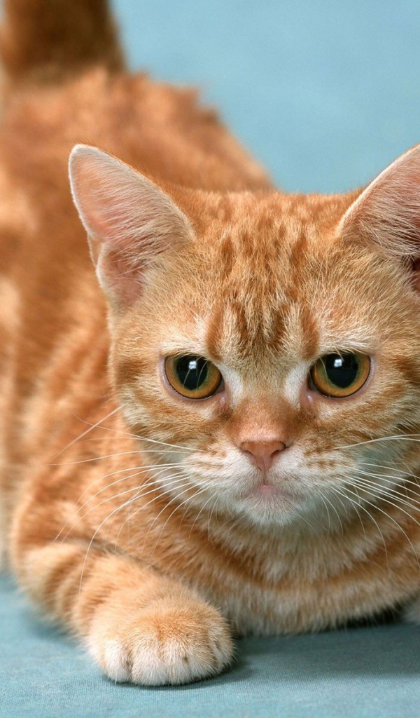 Рыжий котенок манчкин