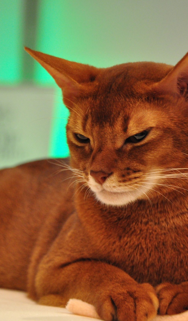 Хмурая абиссинская кошка