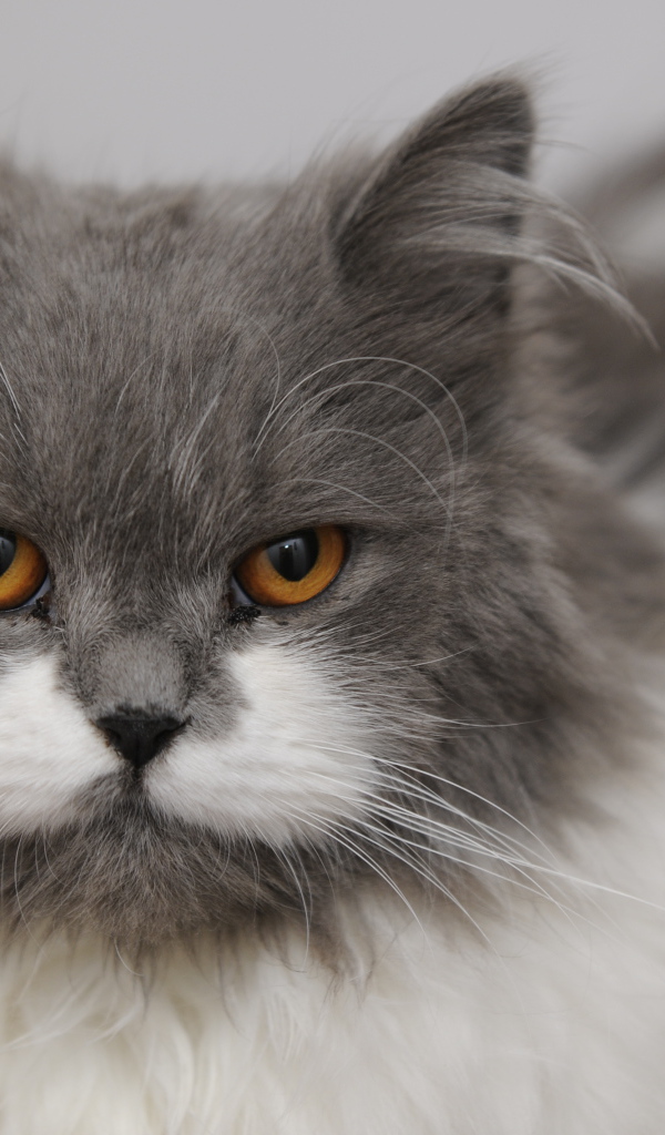 Хмурая британская длинношерстная кошка