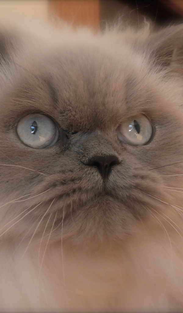 Хмурая гималайская кошка