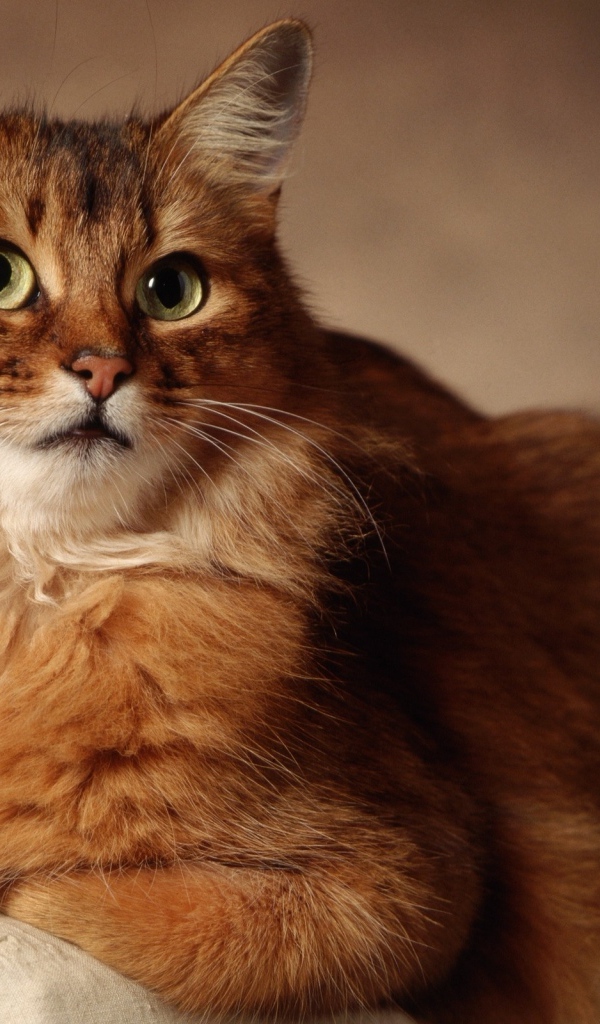 Великолепный сомалийский кот