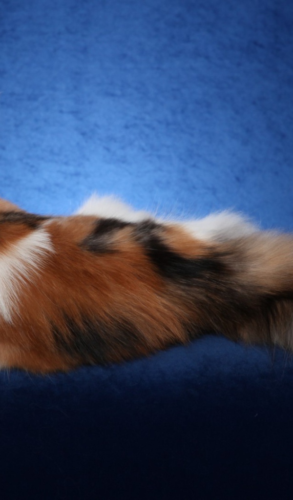 Bеликолепная кошка с роскошным хвостом