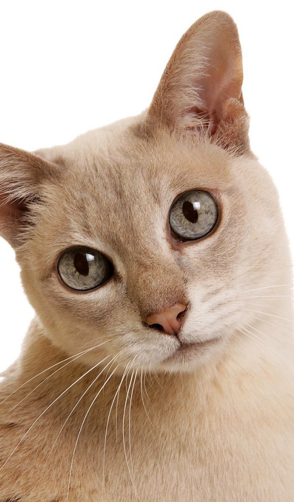 Сероглазая тонкинская кошка