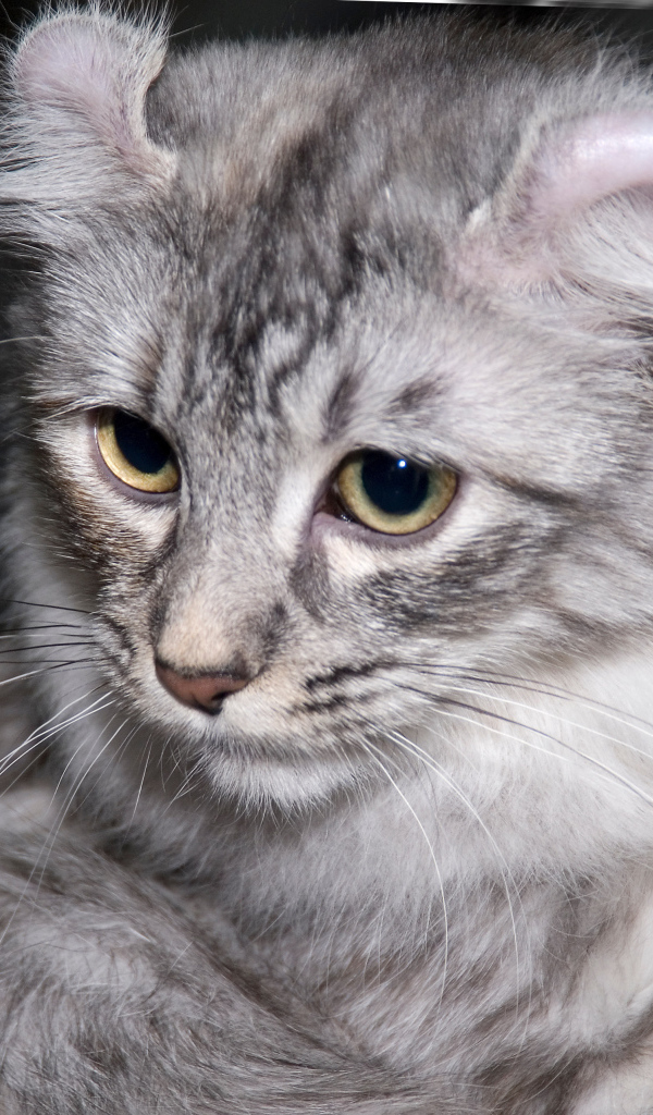 Серый американский керл