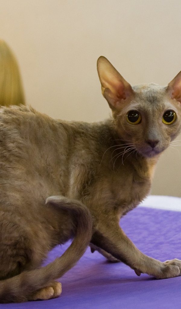 Серый корниш рекс