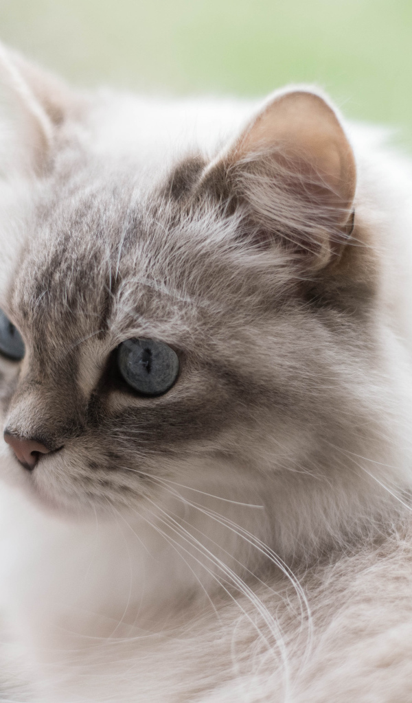 Серый кот рэгдолл