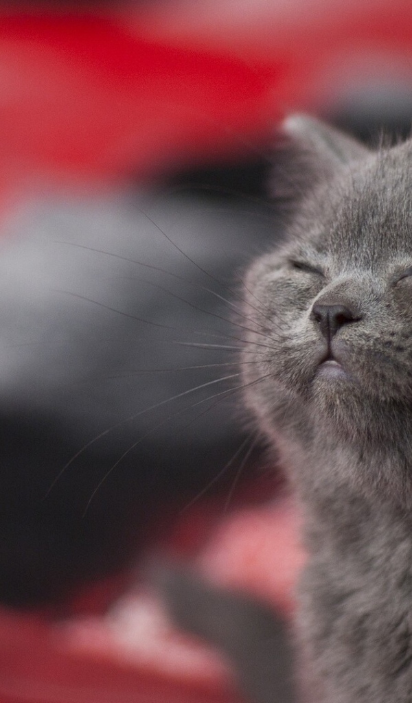 Серый котенок