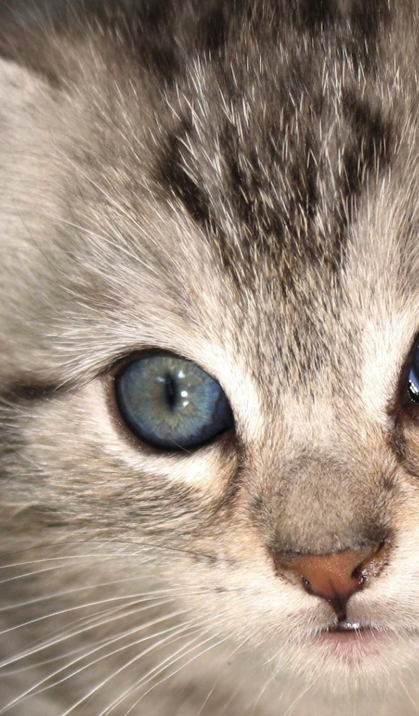 Серый котенок охос азулес