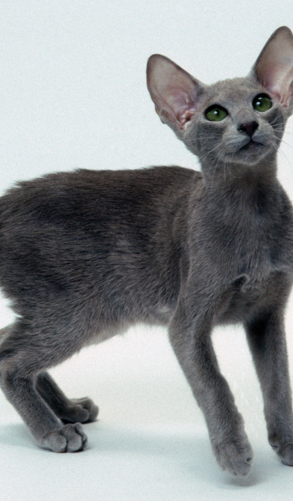 Серый котенок ориентальной короткошерстной кошки