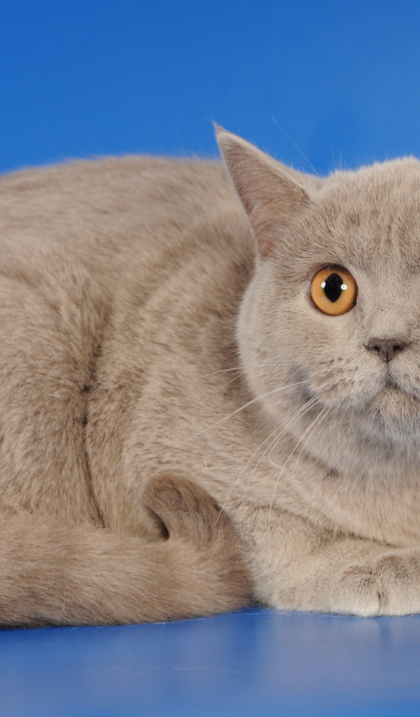 Серая шотландская кошка