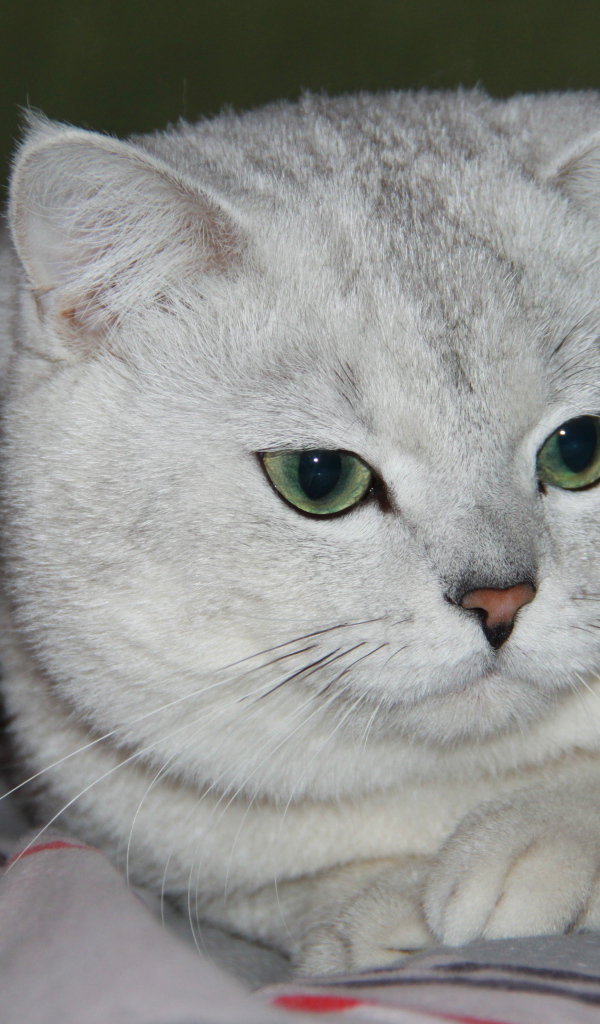 Зеленоглазая британская короткошерстная кошка