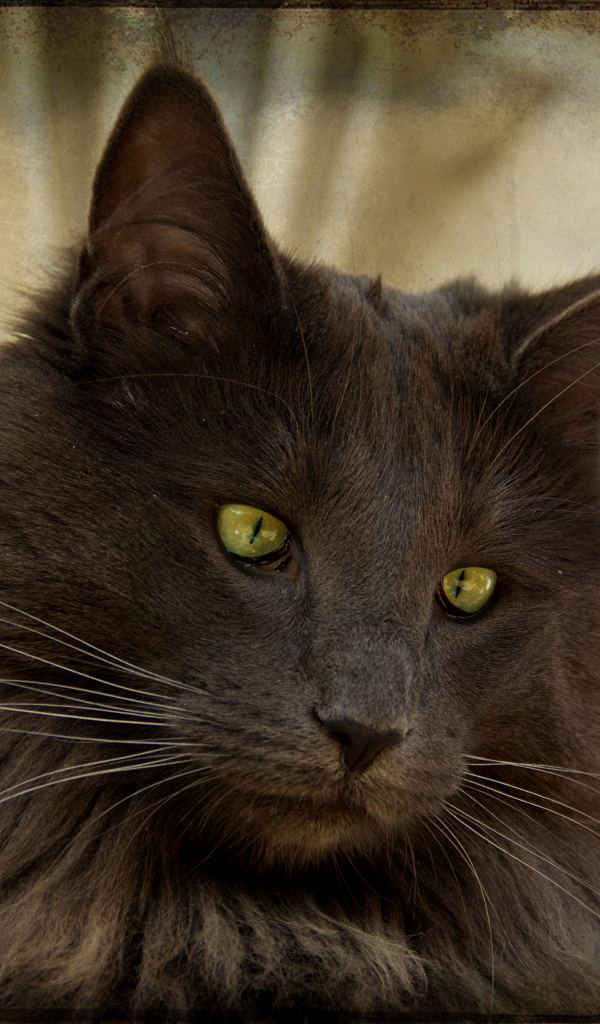 Зеленоглазая норвежская лесная кошка