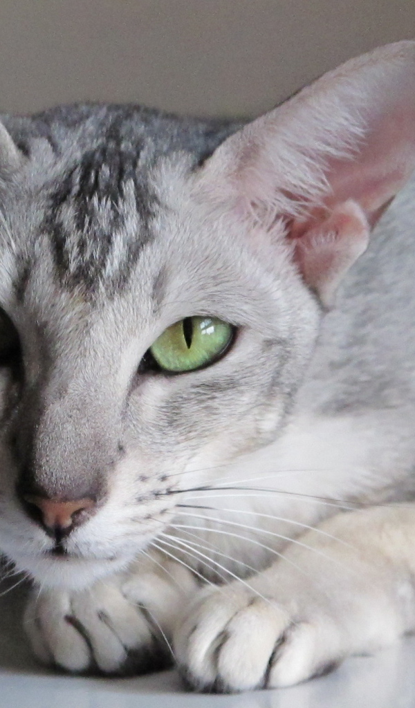 Зеленоглазая ориентальная короткошерстная кошка