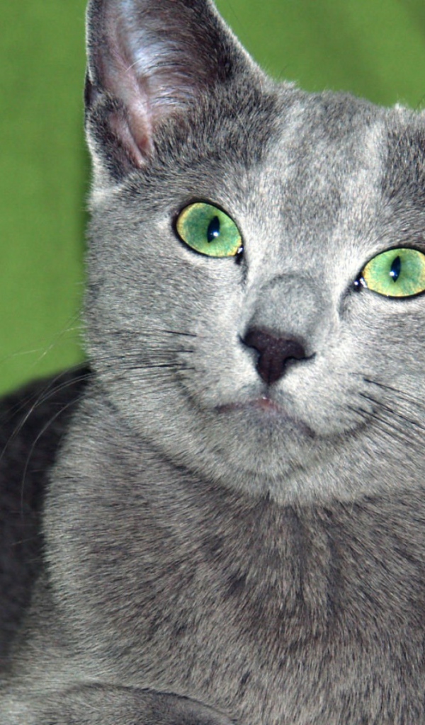 Зеленоглазая русская голубая кошка