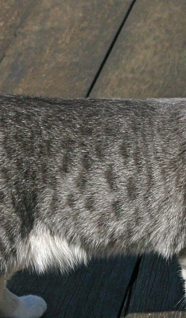 Серый аравийский мау