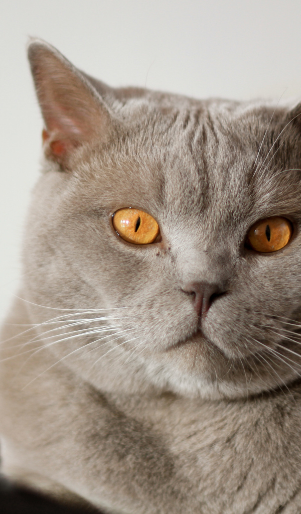 Серая британская короткошерстная кошка