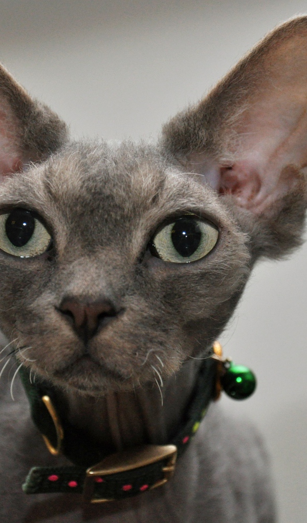 Серый девон-рекс