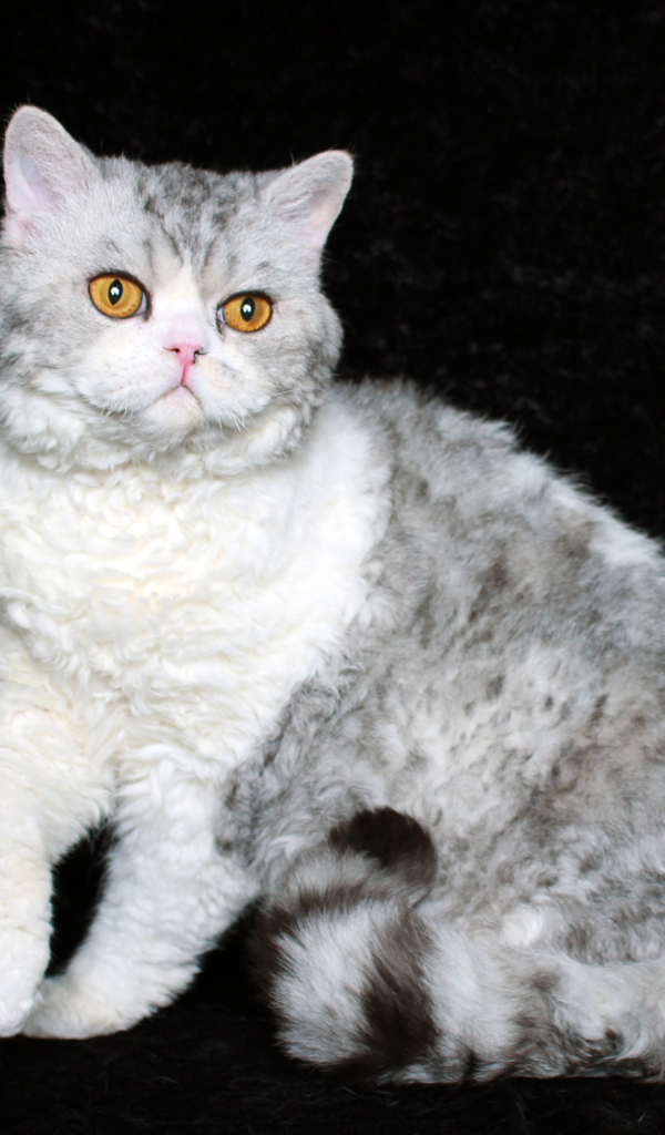 Серый селкирк рекс