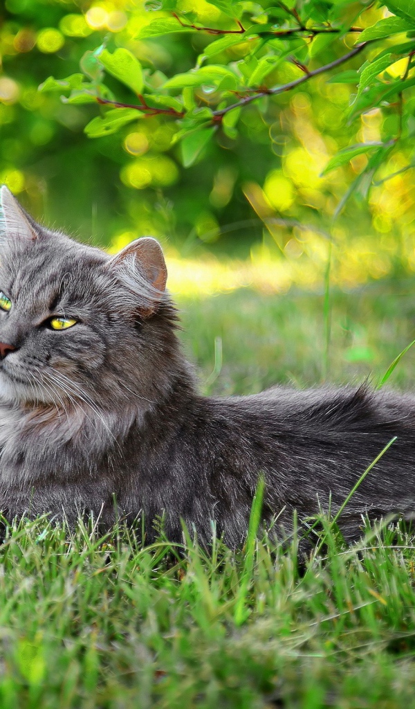 Серый кот лежит в траве