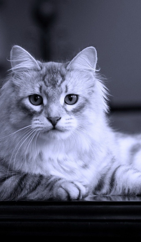 Серый кот на черном столе