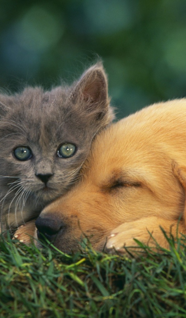 Grey kitten with a dog