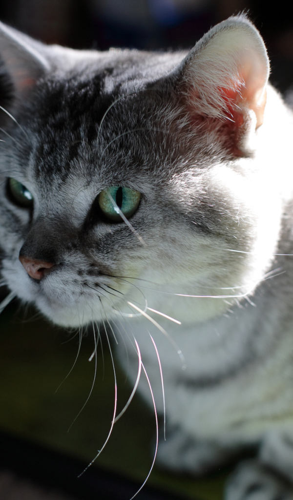 Серый усатый кот