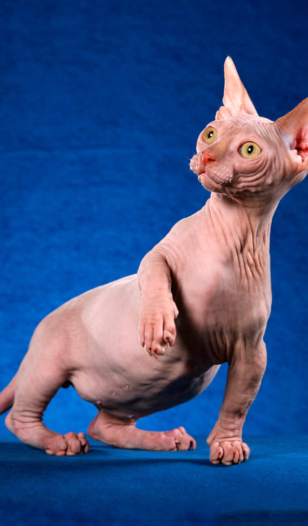 Безшерстный кот минскин