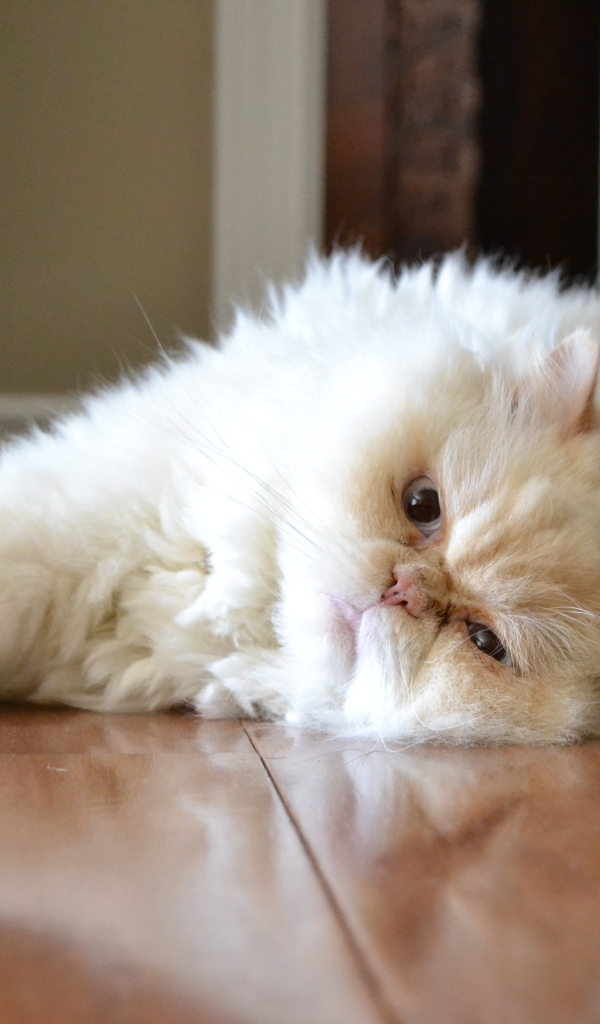 Гималайская кошка лежит на полу