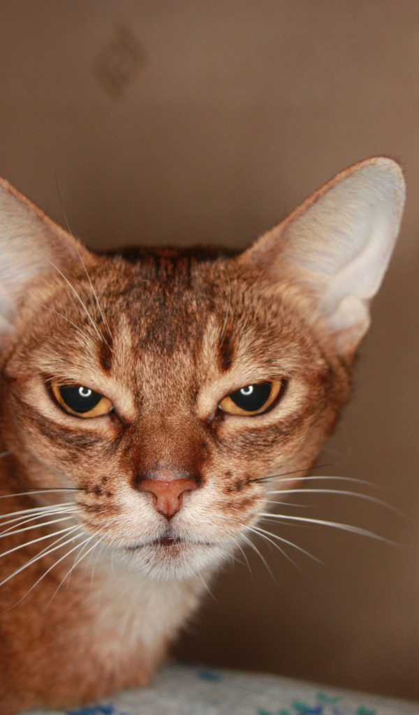 Домашняя абиссинская кошка