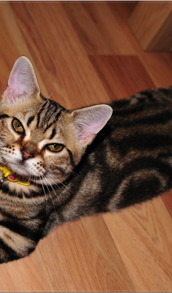 Домашняя американская короткошерстная кошка