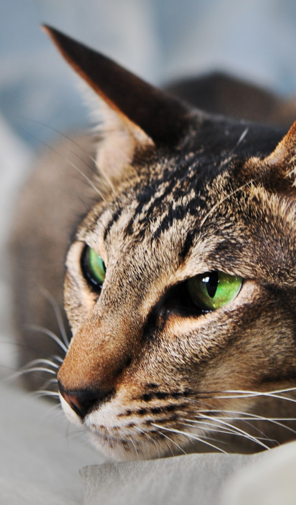 Домашняя ориентальная короткошерстная кошка