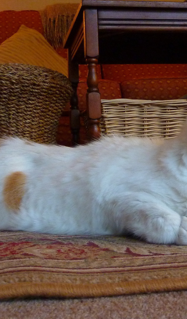 Домашний турецкий ван