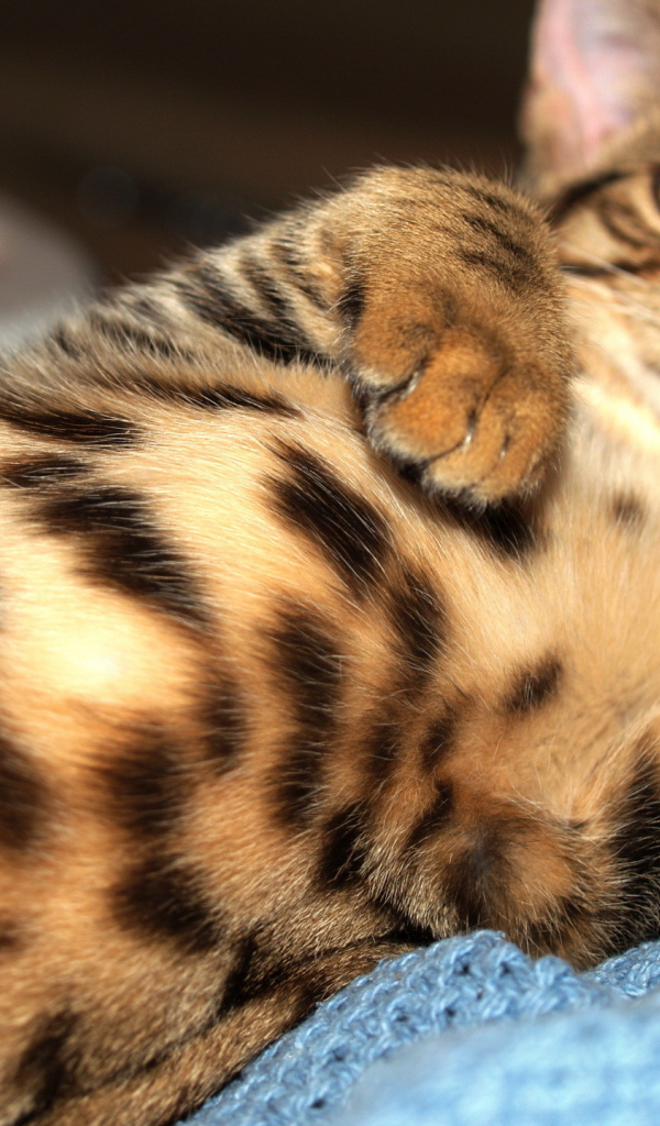 Домашний леопард