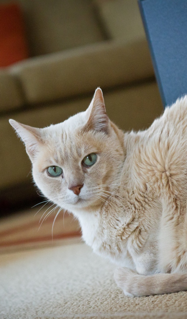 Домашний кот австралийский мист