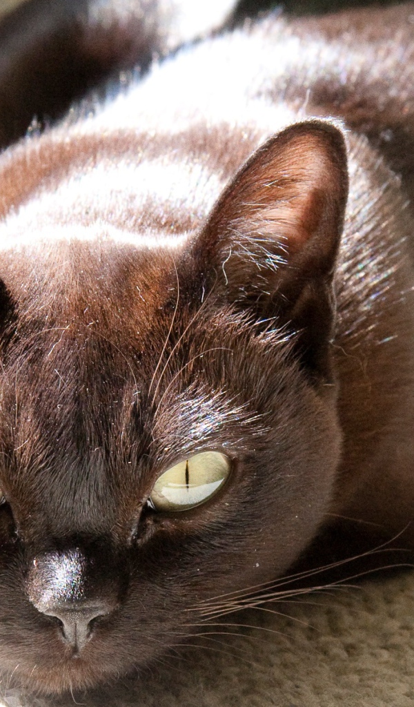 Охотник бурманская кошка