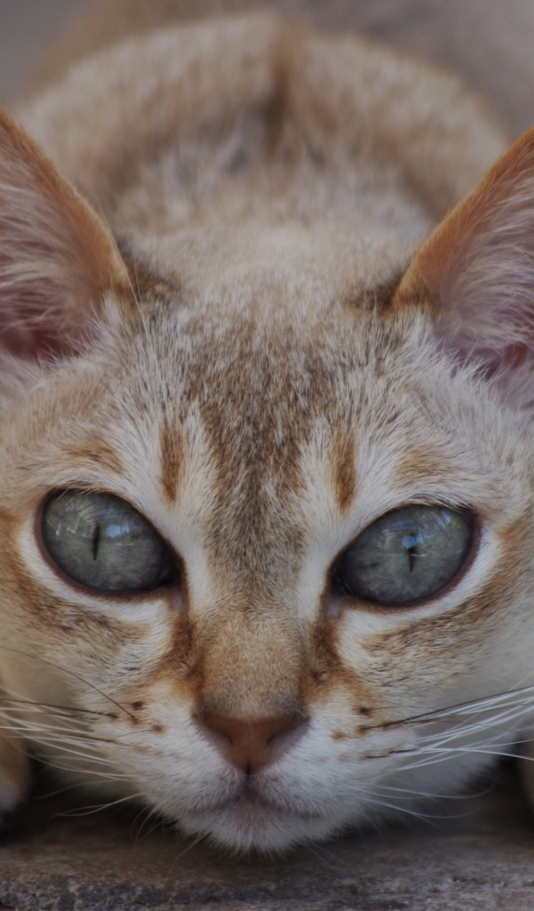 Охотник сингапурская кошка