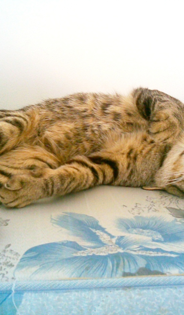 Японский бобтейл балдеет