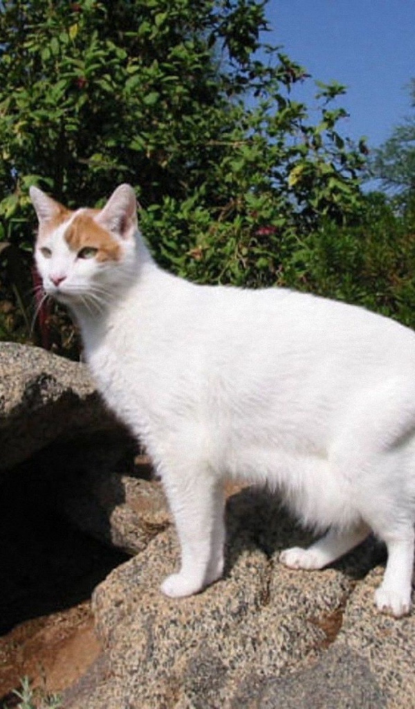 Японский бобтейл на природе