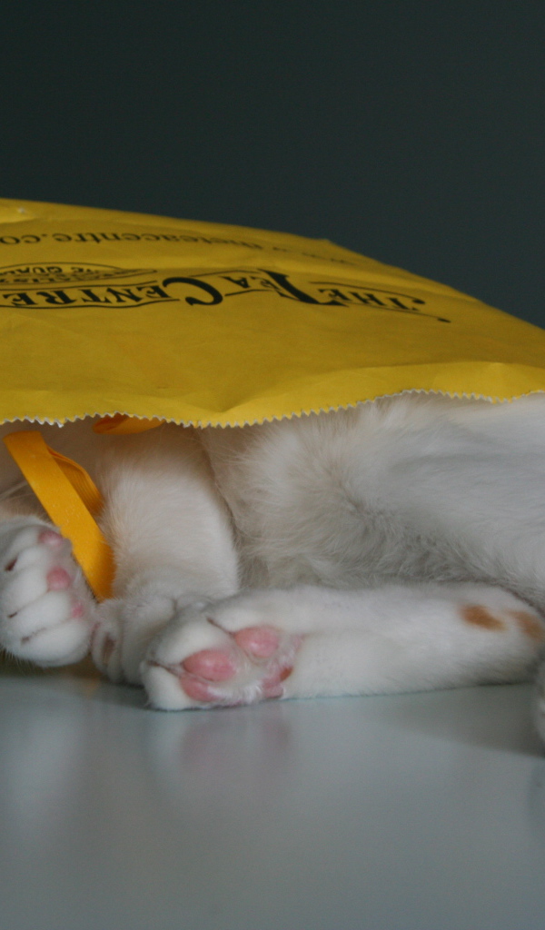 Японский бобтейл в пакете