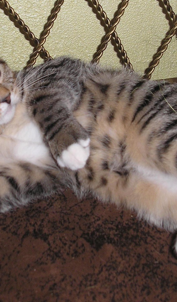 Японский бобтейл лежит