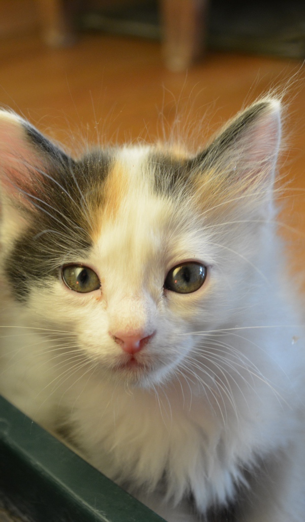 Котенок японского бобтейла