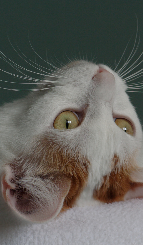 Японский бобтейл смотрит вверх